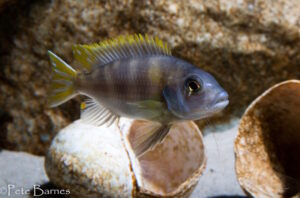 Metriaclima lanisticola